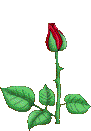 Rose 1